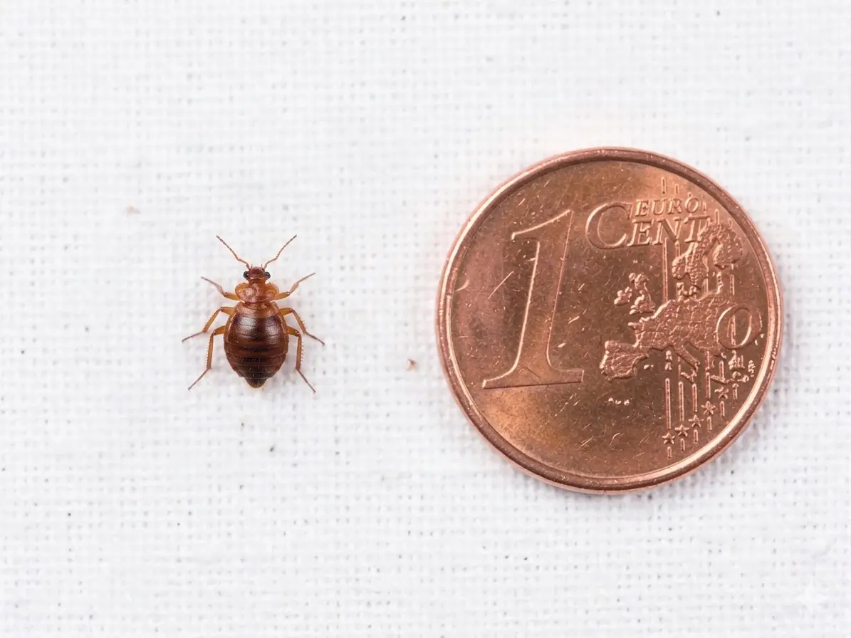 Macro d'une punaise de lit adulte (Cimex lectularius) sur tissu blanc : corps ovale brun-rouge, abdomen segmenté