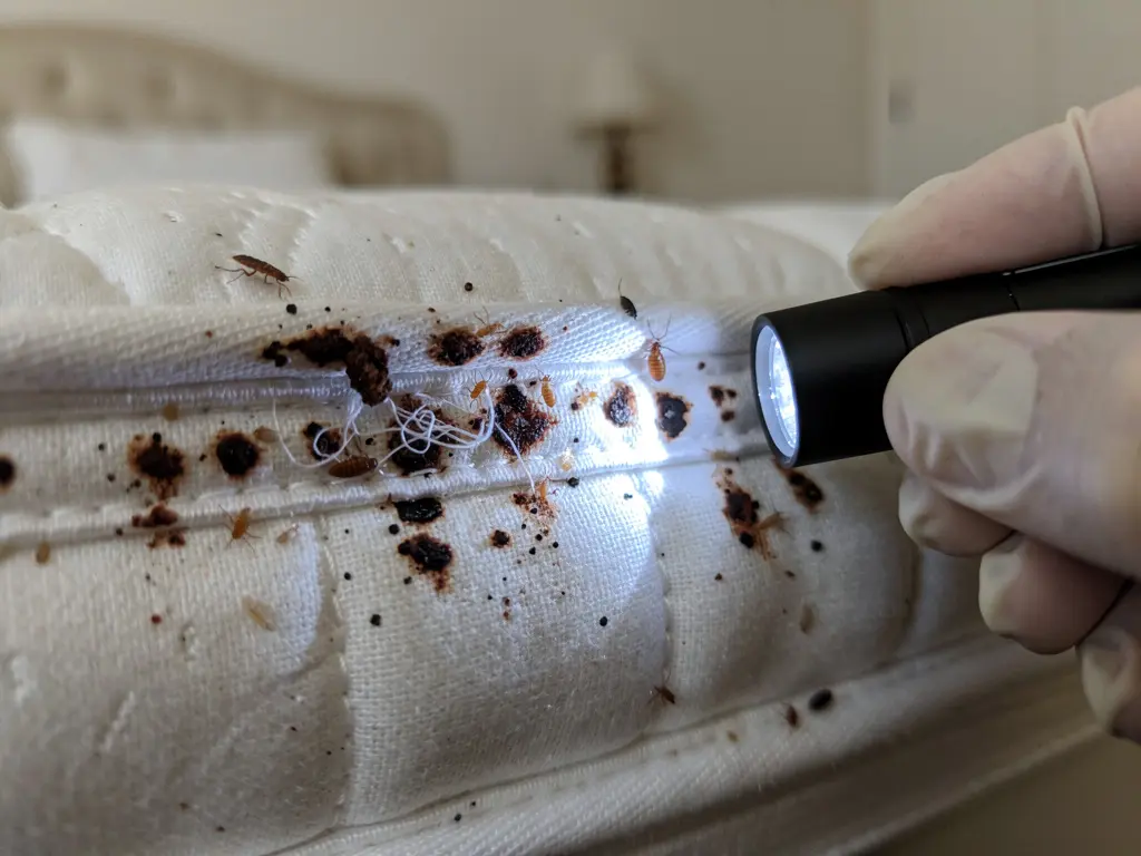 traitement punaises de lit raté : que faire pour s'en débarrasser définitivement — image principale