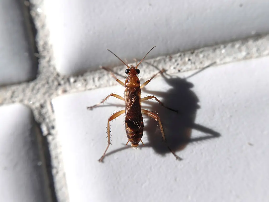 cafards ou autre insecte ? guide visuel pour ne pas se tromper — image principale