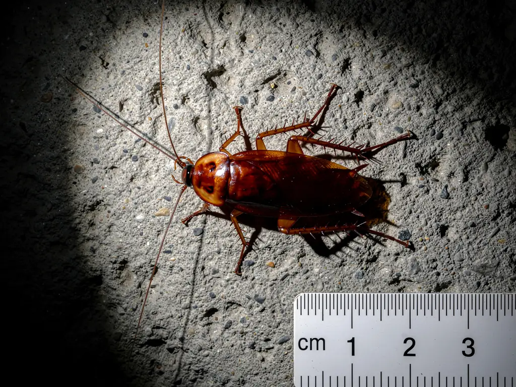 cafard américain Periplaneta americana sur un mur en béton