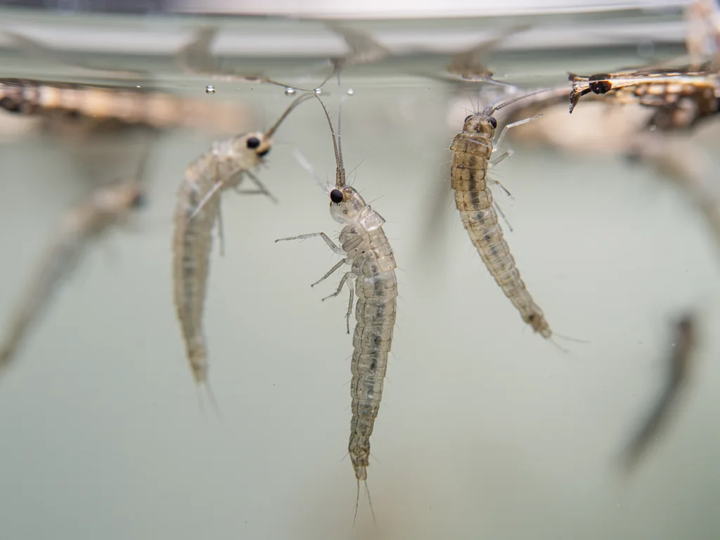 Larves de moustique dans une eau claire, vue macro scientifique non anxiogène